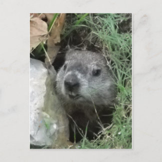 グラウンドホッグの日 ポストカード