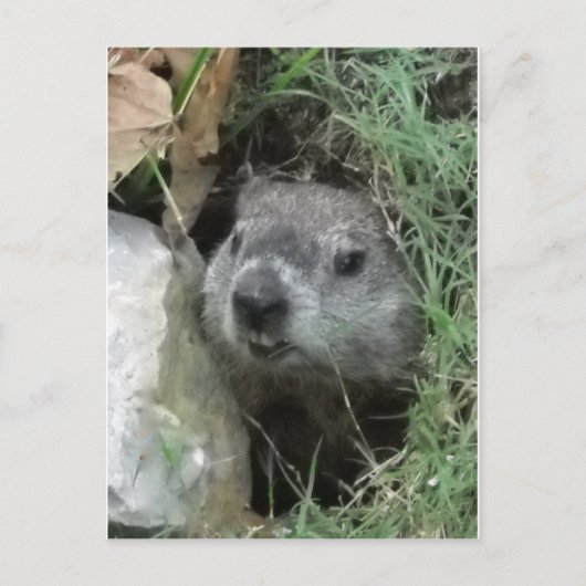 グラウンドホッグの日 ポストカード (正面)