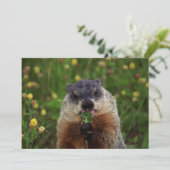 グラウンドホッグは味わえる 招待状 (スタンド正面)