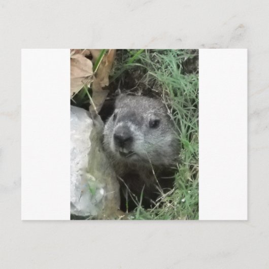 グラウンドホッグデー ポストカード (正面)