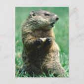 グラウンドホッグ食べのピーナッツ ポストカード (正面)