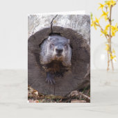 グラウンドホッグ カード (黄色い花)