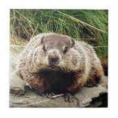 グラウンドホッグ タイル (正面)