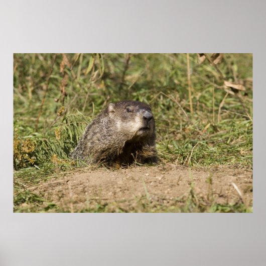 グラウンドホッグ ポスター (正面)