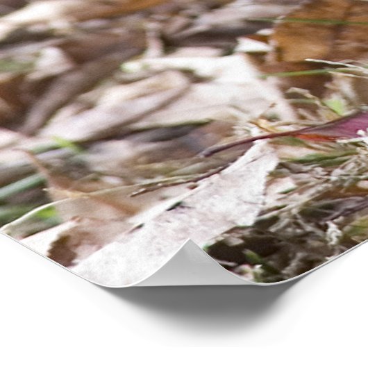 グラウンドホッグ ポスター (角)