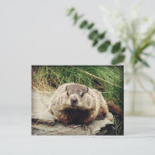 グラウンドホッグ ポストカード (スタンド正面)