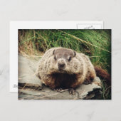 グラウンドホッグ ポストカード (正面/裏面)