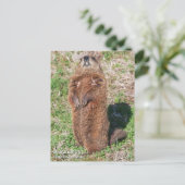 グラウンドホッグ ポストカード (スタンド正面)