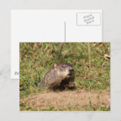 グラウンホグ ポストカード (正面/裏面)
