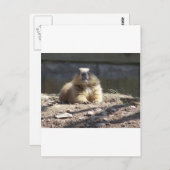 グラウンホグ ポストカード (正面/裏面)