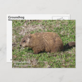 グラウンホグ ポストカード (正面/裏面)