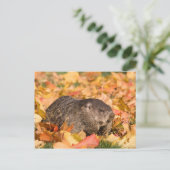 グラウンホグ ポストカード (スタンド正面)