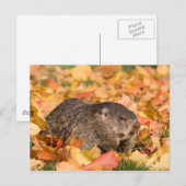 グラウンホグ ポストカード (正面/裏面)