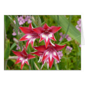 グラジオラス赤と白サマーボタニカル (正面横)