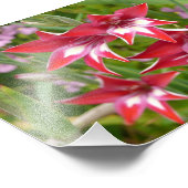 グラジオラス赤と白サマーボタニカル フォトプリント            (角)