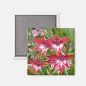 グラジオラス赤と白サマーボタニカル マグネット (正面/裏面)