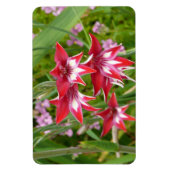 グラジオラス赤と白サマーボタニカル マグネット (縦)