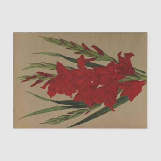 グラジオラス・ガンダベンシス。バールブレンチ・レイエンシス 薄葉紙 (正面)