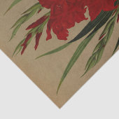 グラジオラス・ガンダベンシス。バールブレンチ・レイエンシス 薄葉紙 (詳細)