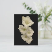 グラジオラス ポストカード (スタンド正面)