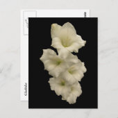 グラジオラス ポストカード (正面/裏面)