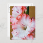 グラジオラス ポストカード (正面/裏面)