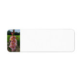 グラジオラス ラベル (正面)