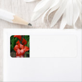 グラジオラス ラベル (インサイチュ)