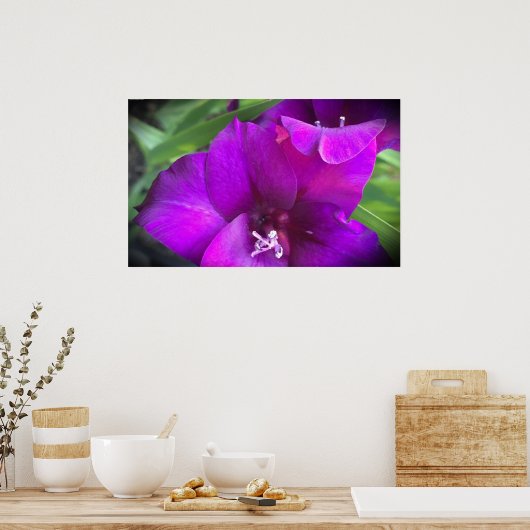 グラジオリ ポスター (キッチン)