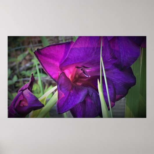 グラジオリ ポスター (正面)