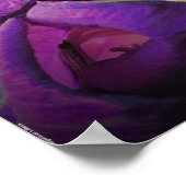 グラジオリ ポスター (角)