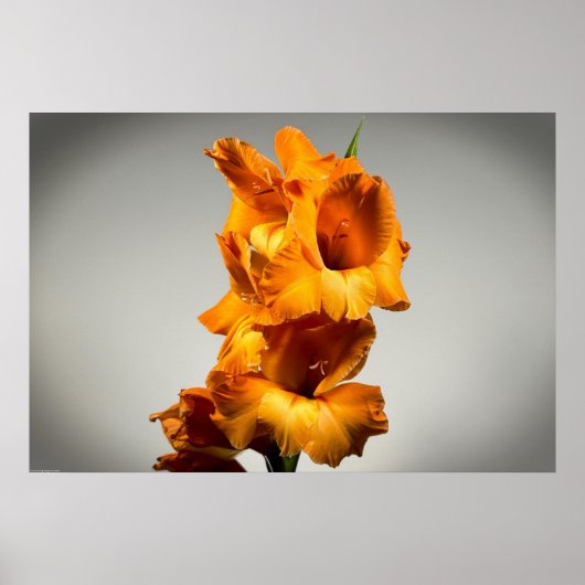 グラジオリ ポスター (正面)