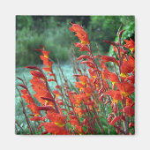 グラジオリ マグネット (正面)