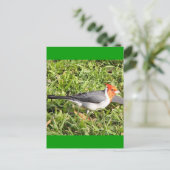 グラスウィズブラジル(鳥)ショウジョウコウカンチョウ ポストカード (スタンド正面)