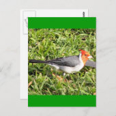 グラスウィズブラジル(鳥)ショウジョウコウカンチョウ ポストカード (正面/裏面)