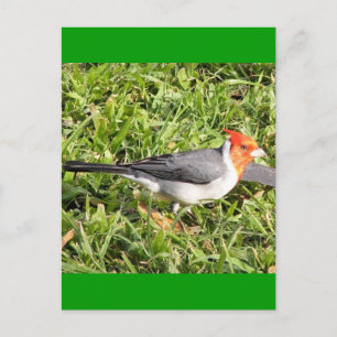 グラスウィズブラジル(鳥)ショウジョウコウカンチョウ ポストカード