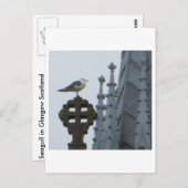 グラスゴーのカモメ ポストカード (正面/裏面)