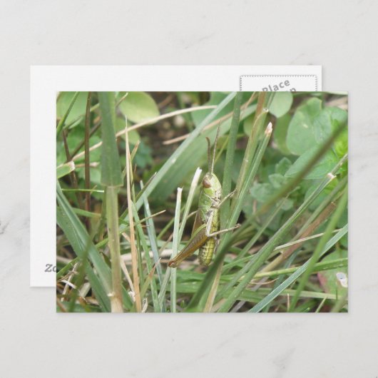 グラスパーカモフラージポストカード ポストカード (正面/裏面)