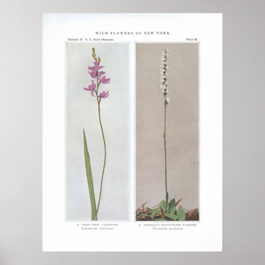 グラスピンク； Calopogon - Limodorum tuberosumと ポスター (正面)