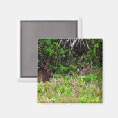 グラスフロリダのブラウンウサギ マグネット (正面/裏面)