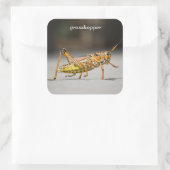 グラスホッパー スクエアシール (バッグ)