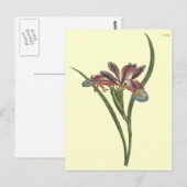 グラスリーフフラッグアイリスイラストレーション ポストカード (正面/裏面)