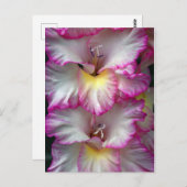 グラディオラフローラ美しい ポストカード (正面/裏面)