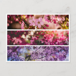 グラデーションフローラトリオ ポストカード