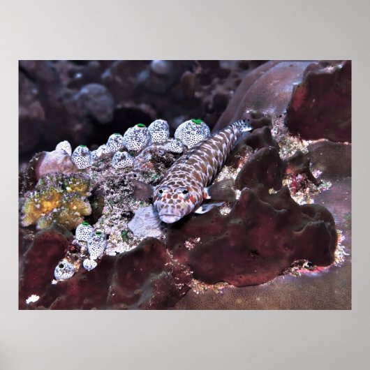 グラブフィッシュポートレート ポスター (正面)