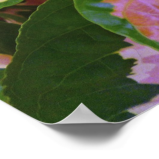 グラプトフィラムピクトゥムロシーバリエガータ ポスター (角)