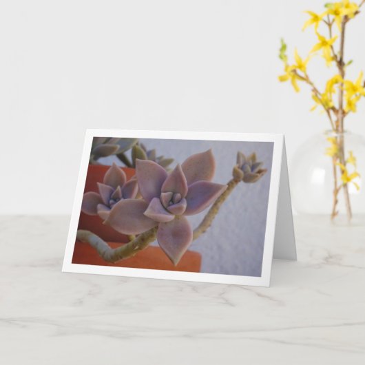 グラプトペタルム・パラグアイエンセ, 多肉植物のゴーストプラント カード (黄色い花)