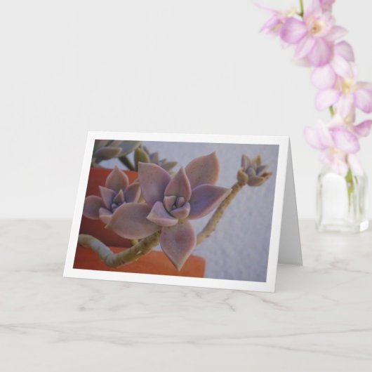 グラプトペタルム・パラグアイエンセ　幽霊の多肉植物 カード (蘭)