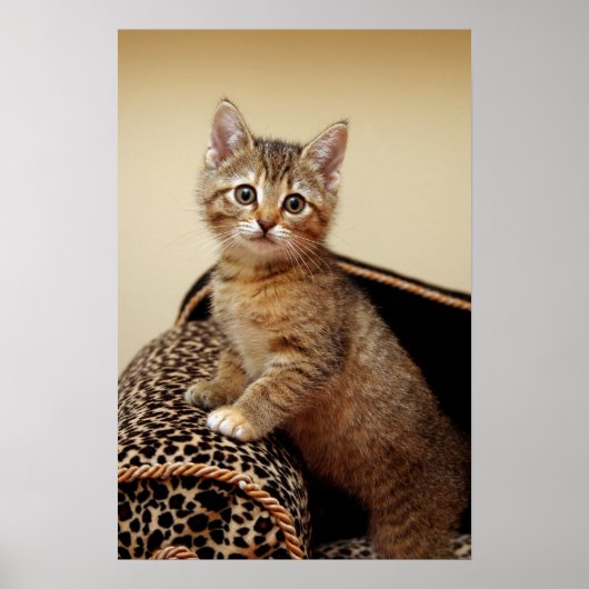 グラマー・ガール・ポスター ポスター (正面)