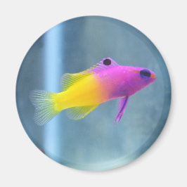 グラマ王室の写真 マグネット